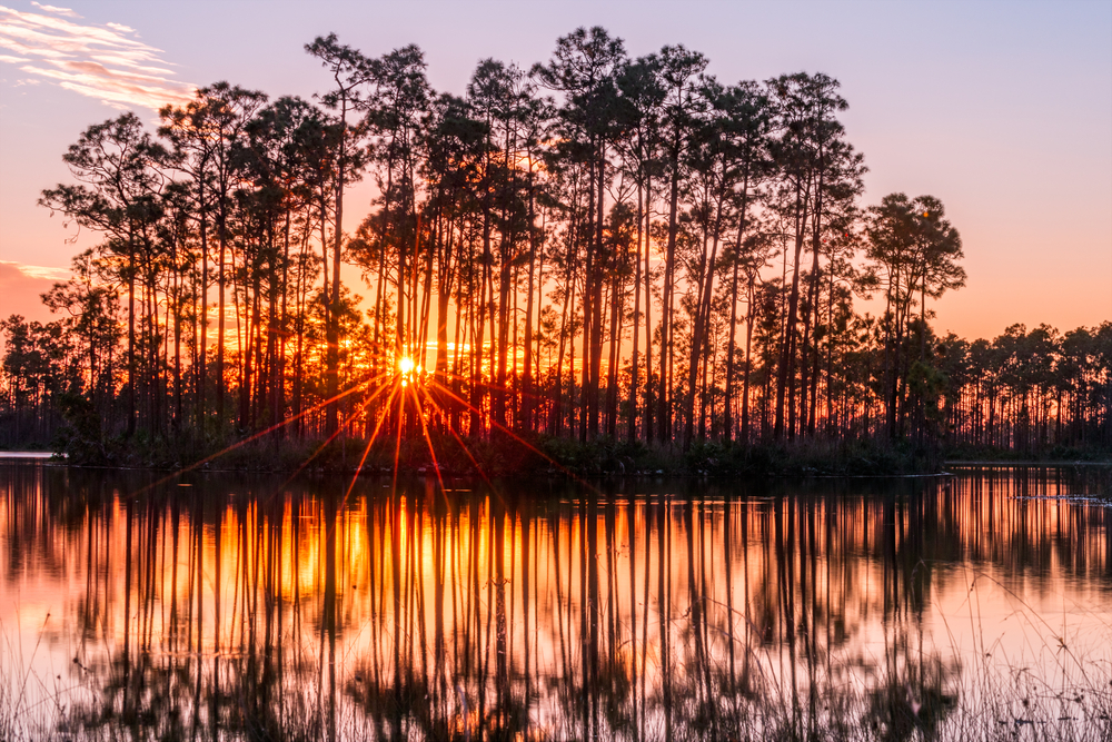 Sunset in the everglades of florida with the sun setting between the trees. 