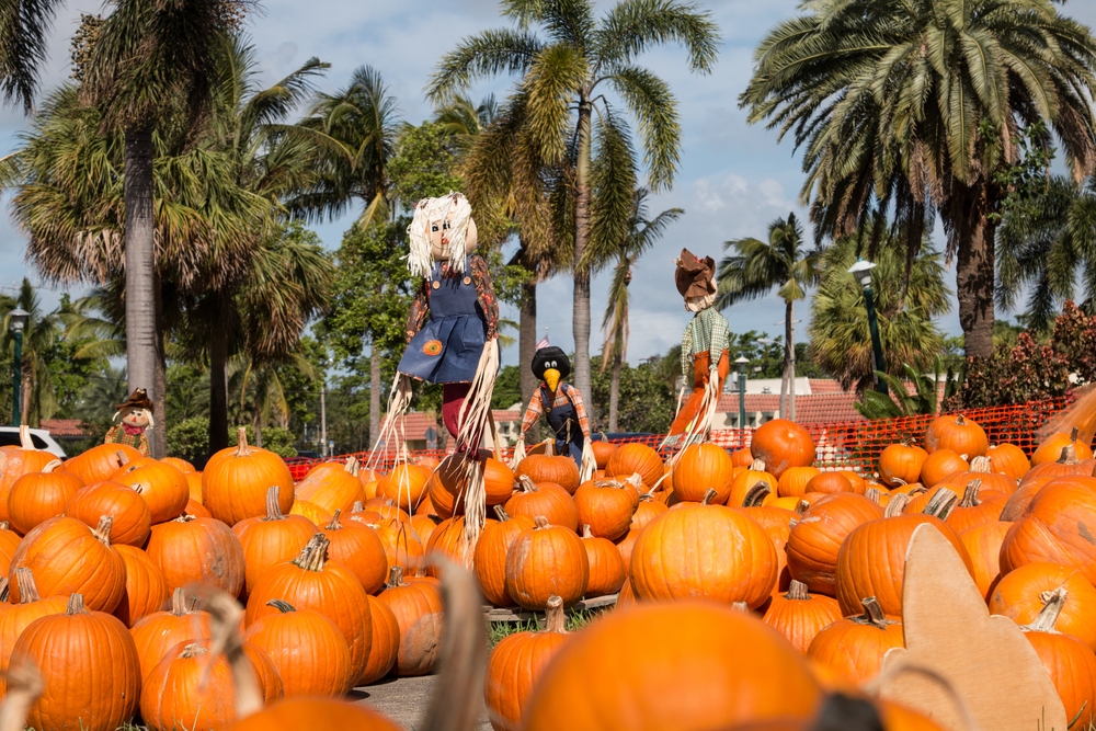 Pumpkin patch in Florida, Miami before Halloween and Thanksgiving holidays. The article is about the best time to visit Florida. 