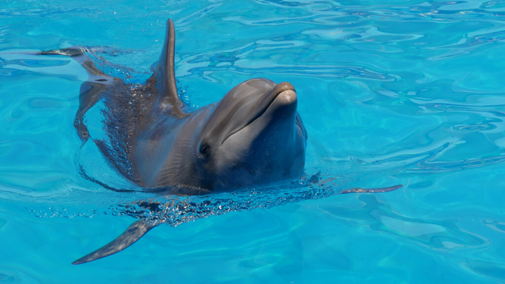 A dolphin in the clear blue water of an oceanarium
