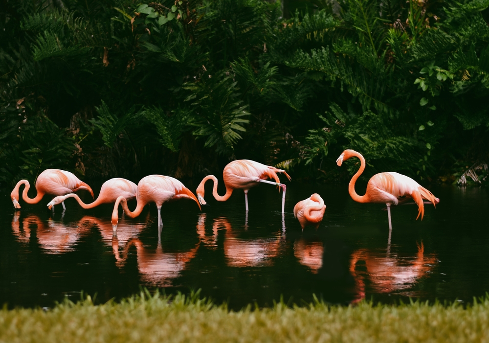 A group of flamingos standing together in a pond with large ferns behind them