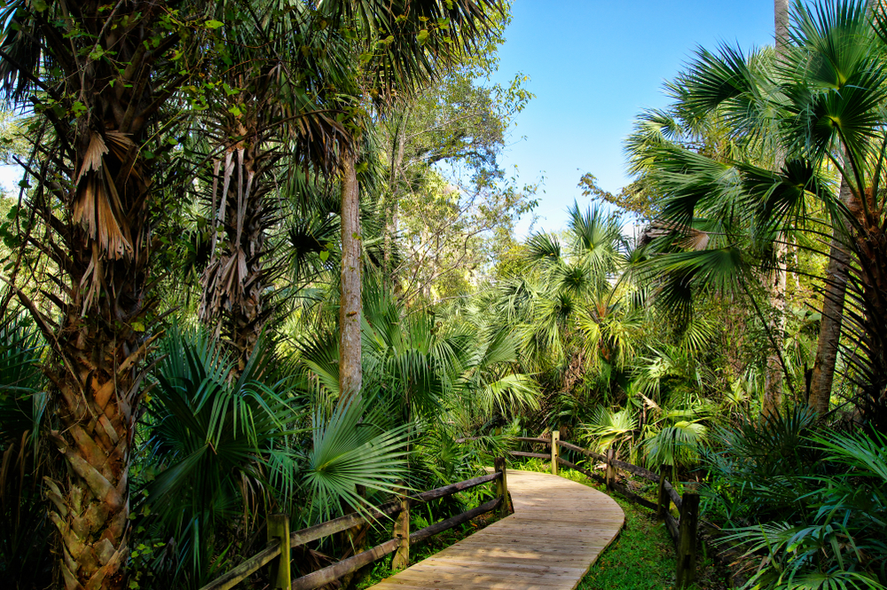 Wooden boardwalk in the recreation area in the Ocala National Forest it's a perfect place to hike in Florida in April 