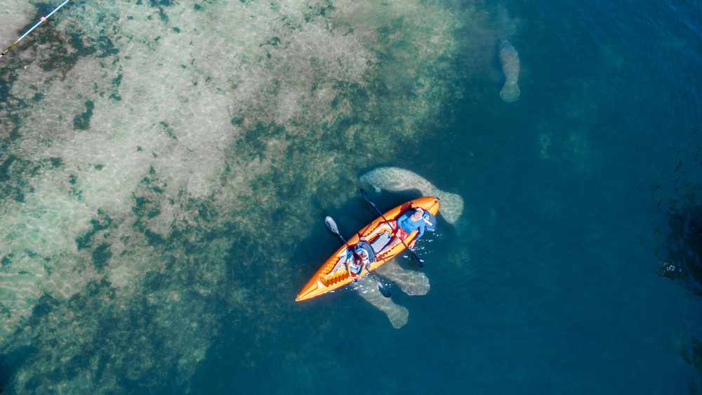 An aerial view of a kayak with two people in it in a natural spring with manatees in the water around them in Florida in February