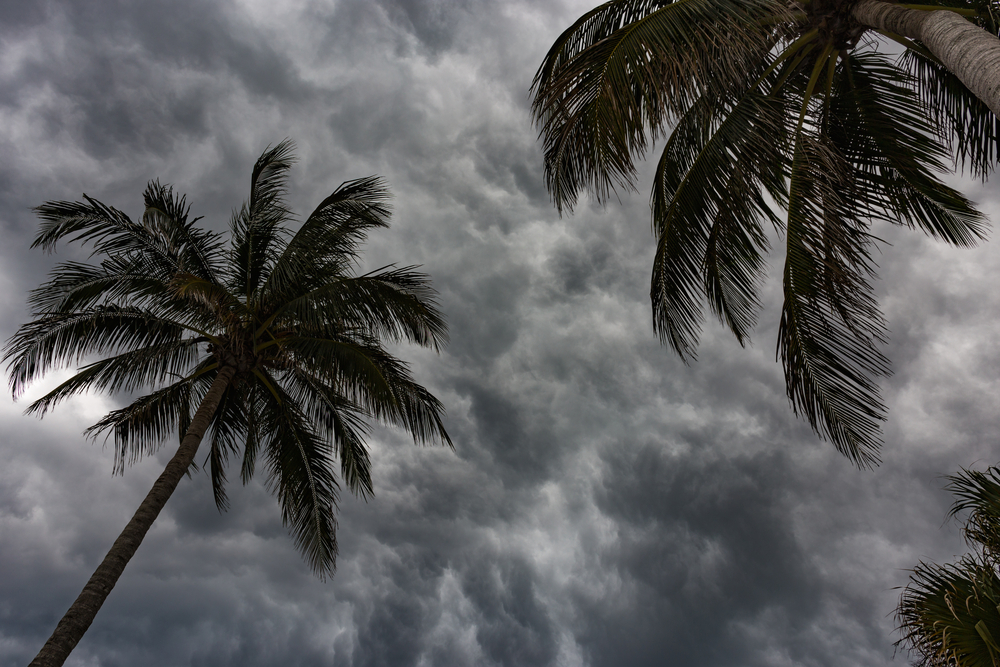 Looking up at two palm trees with big storm clouds in the sky behind them