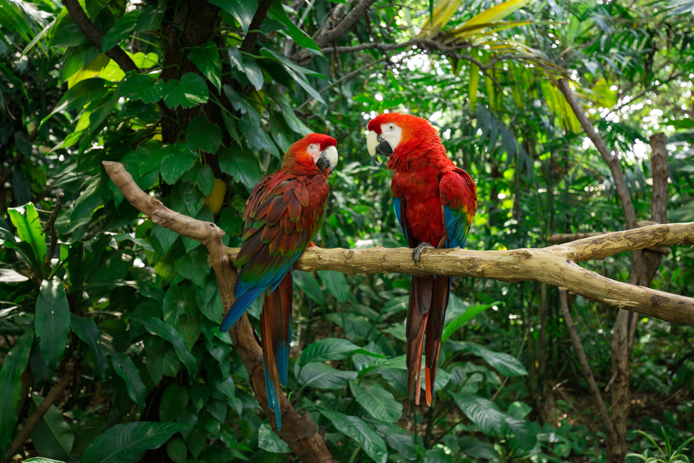 Two parrots sitting on a branch in a tropical forest