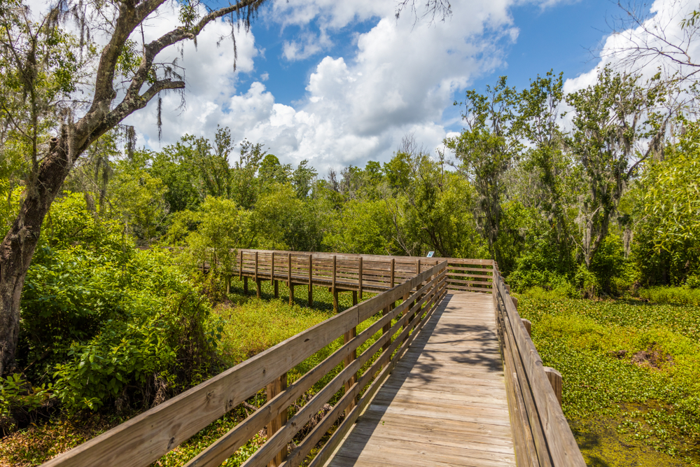 Wood Boardwalk in Lettuce Lake Regional Park in Hillsborough County in Tampa Florida. It is one the things to do in Tampa with kids
