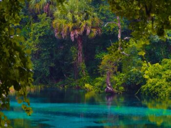 Lush greenery surrounds a blue natural spring in Florida during a light rain.