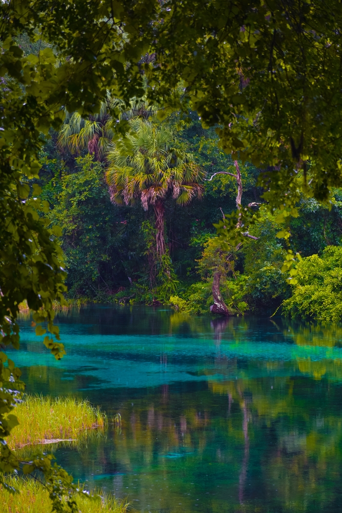 Dense greenery surround a blue natural spring in Florida during a rain storm.
