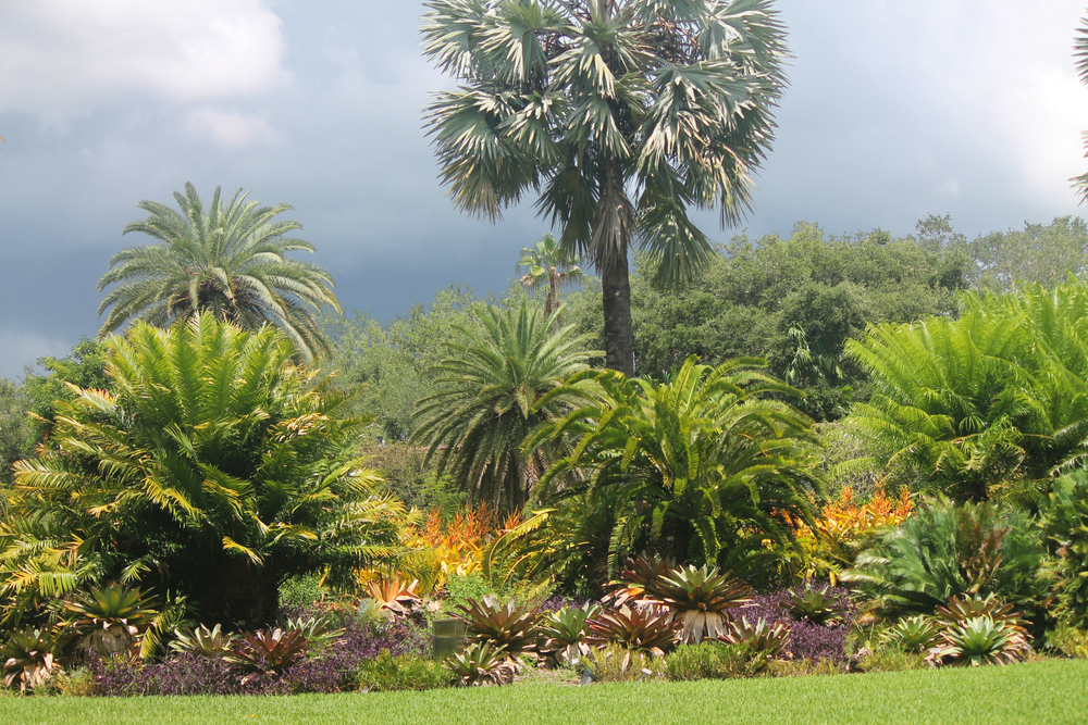 Dark grey rain clouds in the background while the sun shines on palm trees and vegetation in the foreground.