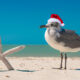 seagull standing on the beach wearing a santa hat during florida in december