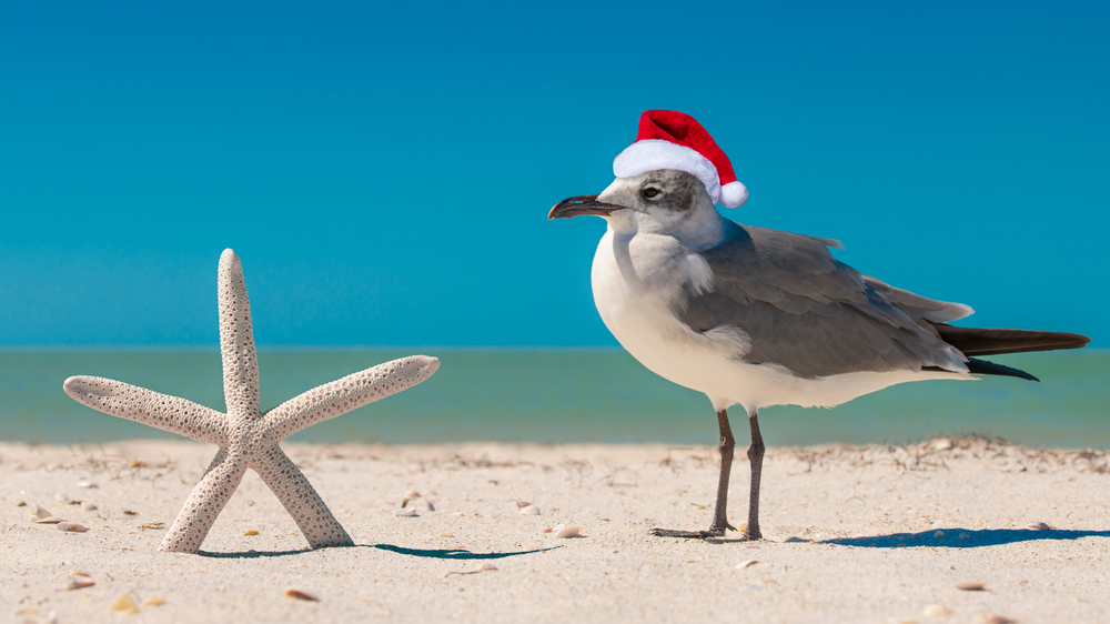 A bird in a Santa hat sits next to a starfish on the sand in Florida in December.