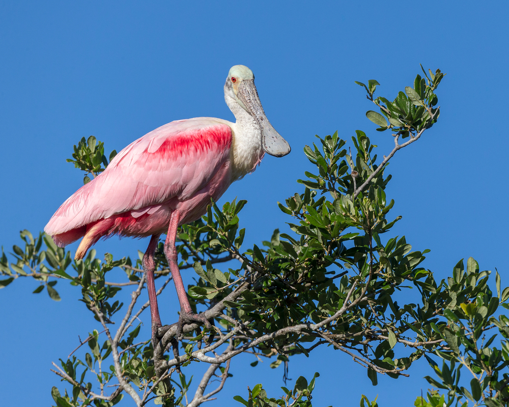 A roseate spoonbill with pink feathers stands in a leafy tree in Florida, similar to those seen along the Railroad Trestle Trail in Cedar Key.