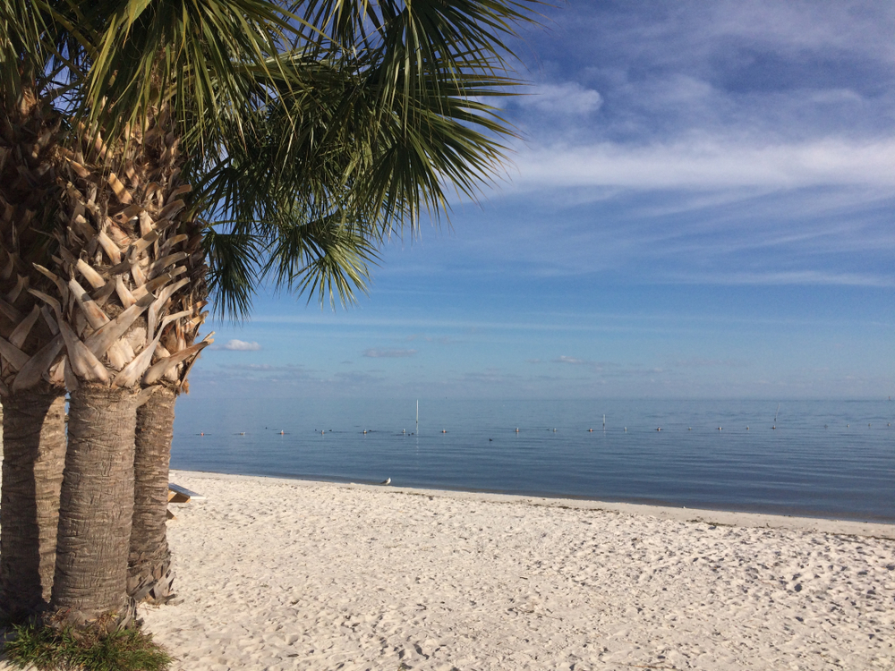 Thick palm trees stand on the beach in Cedar Key, at which swimming is one of the best things to do in Cedar Key on a sunny day.