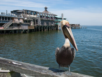 A pelican sits on a wooden railing, with the wooden buildings of Cedar Key behind it, stretching out above the water.