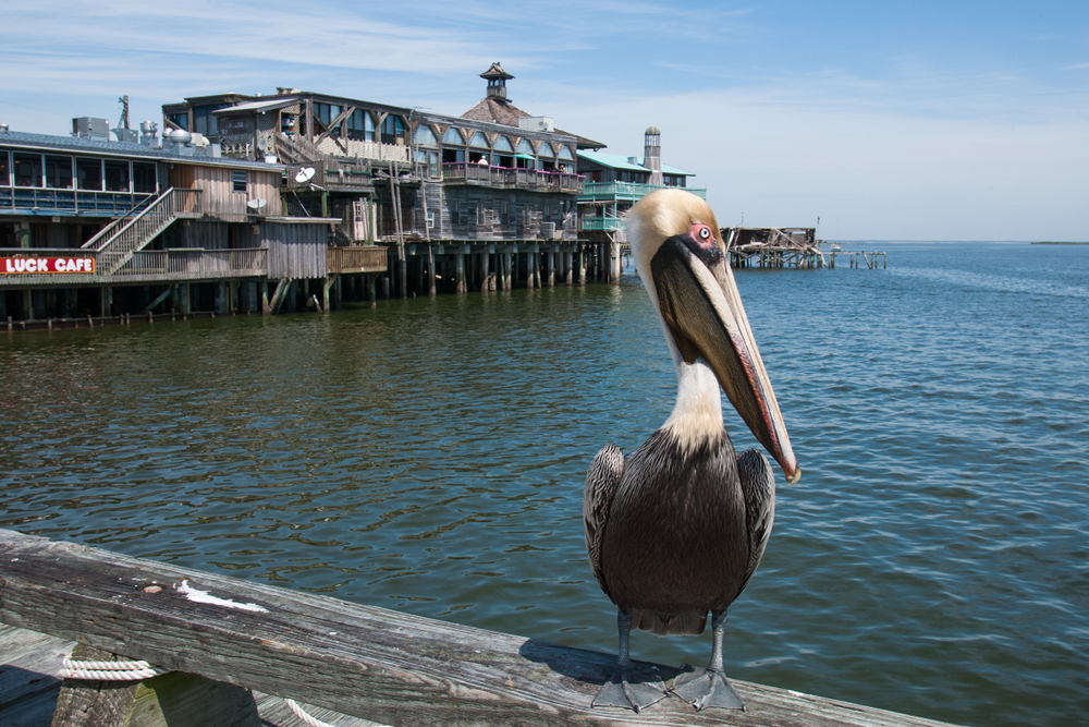 A pelican sits on a wooden railing, with the wooden buildings of Cedar Key behind it, stretching out above the water.