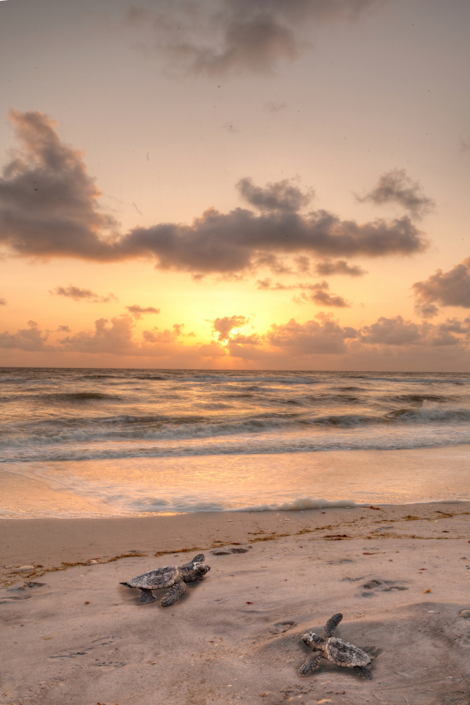 two turtles on the beach at sunset at turtle beach one of the beaches in Siesta Key