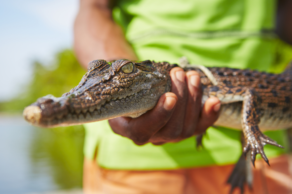 a baby gator being show off that you can hold