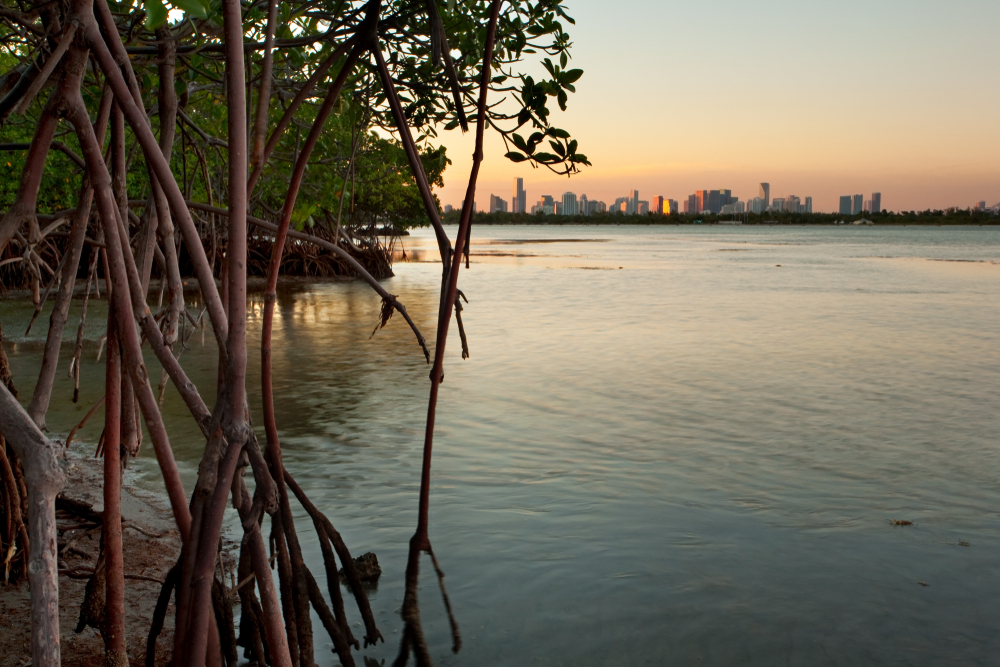 mangroves in biscayne bay with miami in the background