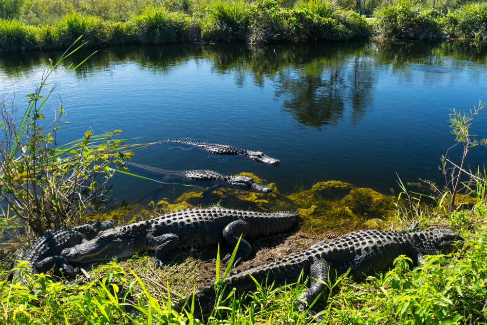 alligators sunbathing on the shore in the everglades see them on one of the Best Everglades Airboat Tours Near Miami