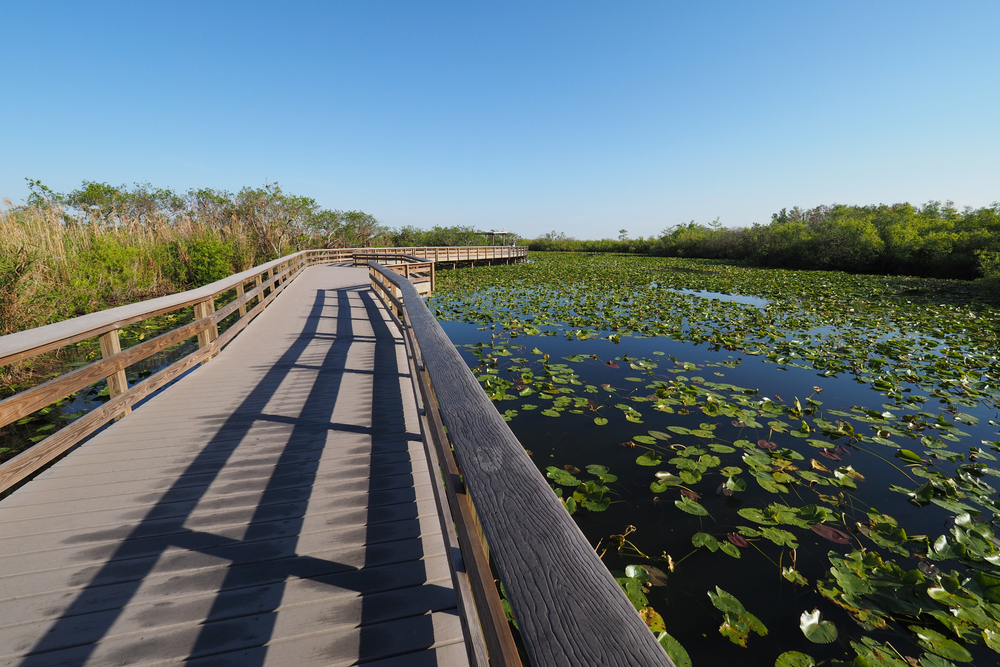 a trial that you cna explore and take picture on this tour of the Everglades near Miami