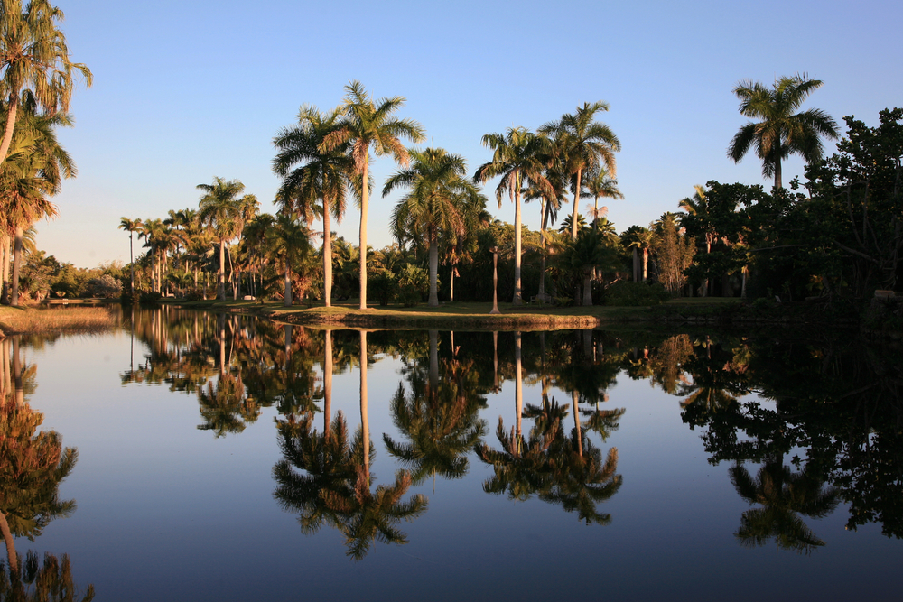 Sunset falls over the palms and foliage of Fairchild Tropical Botanic Garden on a clear day.