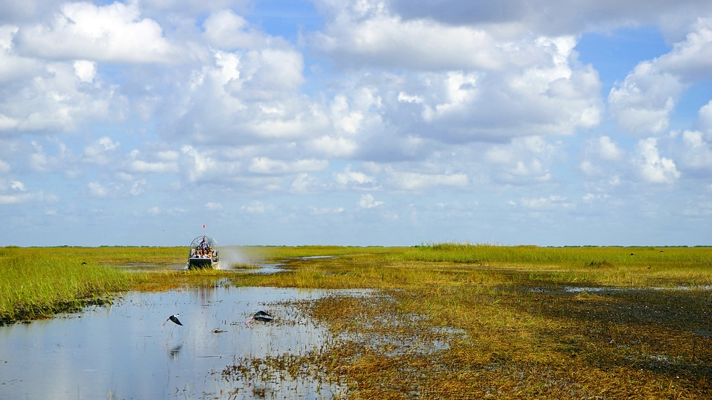 an airboat speeding through the river of grass