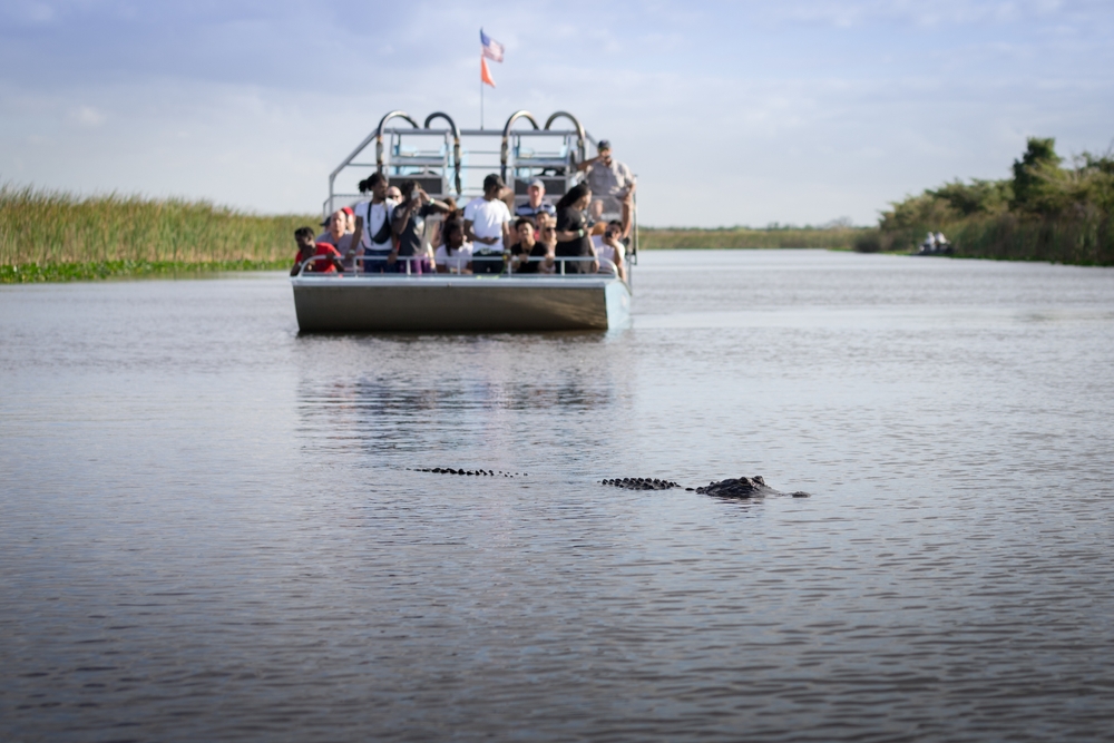 In the distance an airboat is blurry in this photo, but in the forefront, swimming through the water, a gator is seen on one of the best airboat tours near Orlando. 