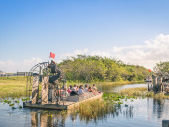 A series of airboats travel through the murky water and fresh vegetation of the Everglades.
