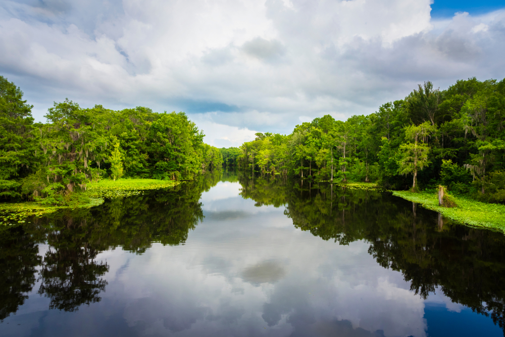 A perfect place for kayaking in Florida. Withlacoochee River Florida Scenic Landscape. 