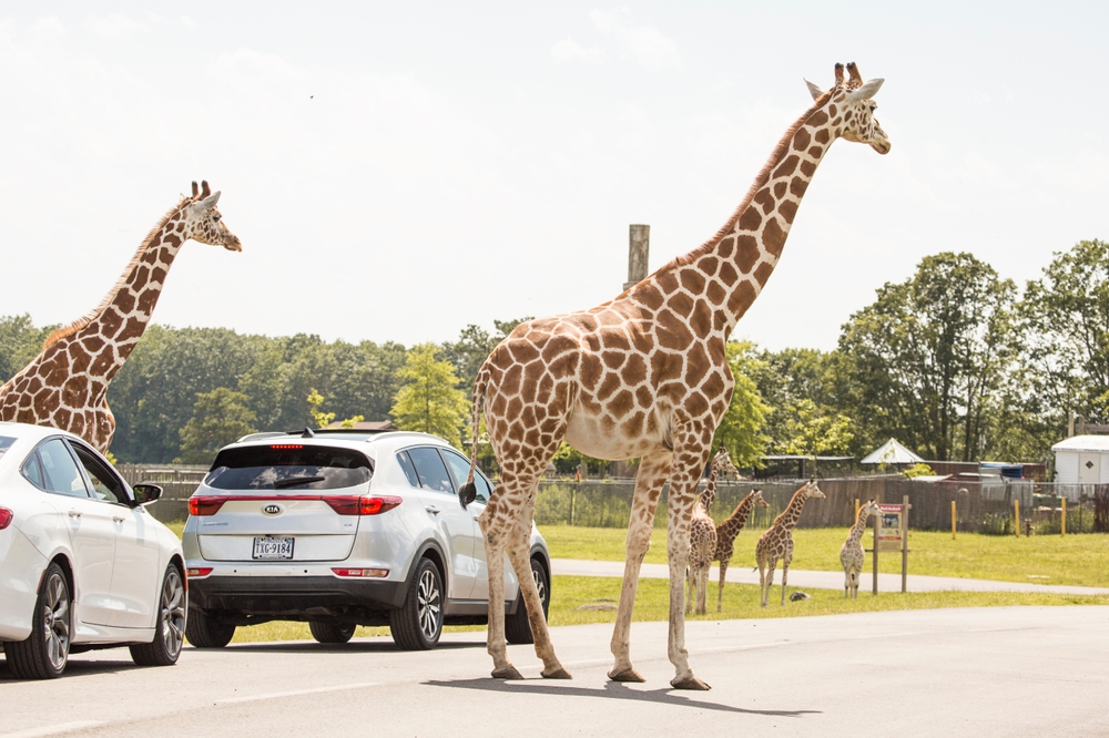 A series of cars drive through a drive through safari with giraffes walking around. This is a great thing to do in Orlando for adults.