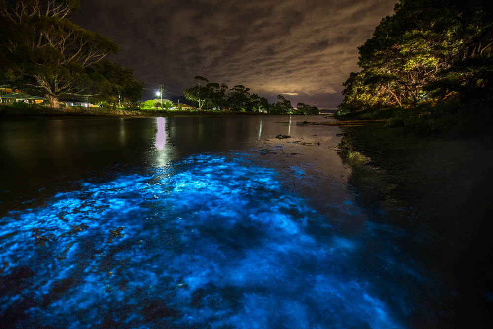 The bioluminescent waters glow blue in between the ecosystems on that rest on either side of the water's shores. 