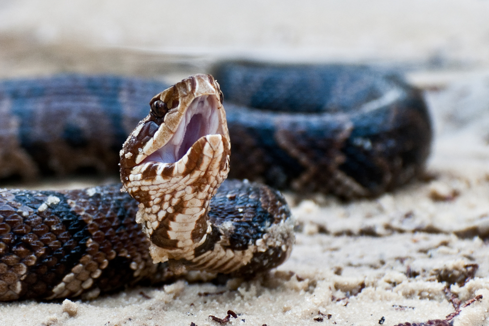 Cottonmouth in the sand with its mouth open in an article about snakes in Florida. 