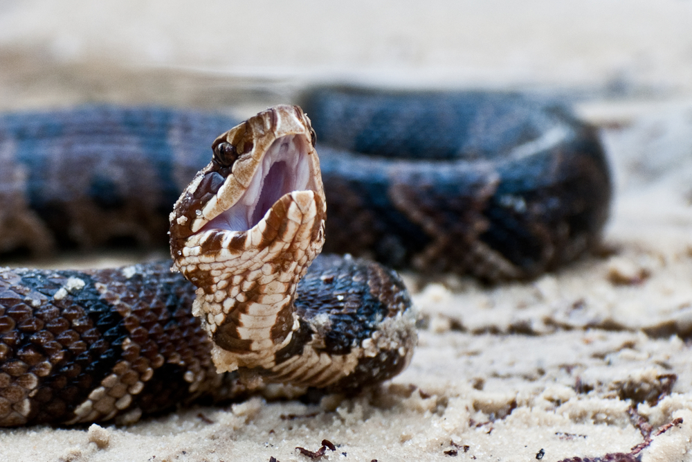 Florida Snake ID Guide – Florida Museum of Natural History