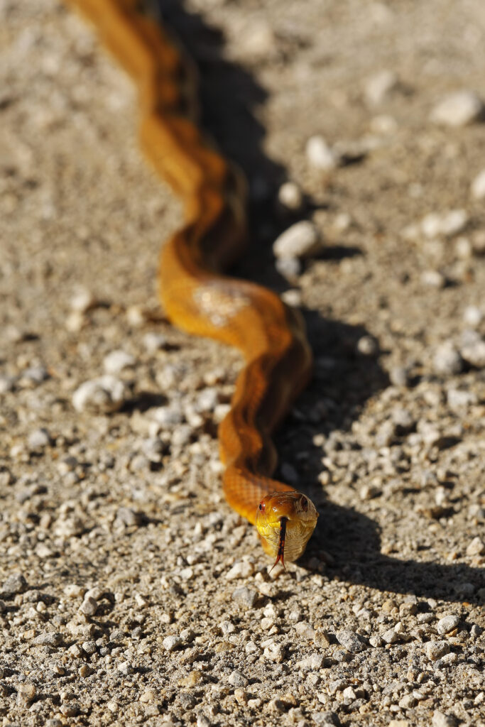 Snake in Big Cypress National Preserve. The Eastern Rat Snake is moving along the floor with its head to camera. 