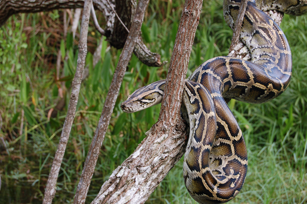 Burmese Python in the Everglades wraped around a tree in an article about snakes in Florida