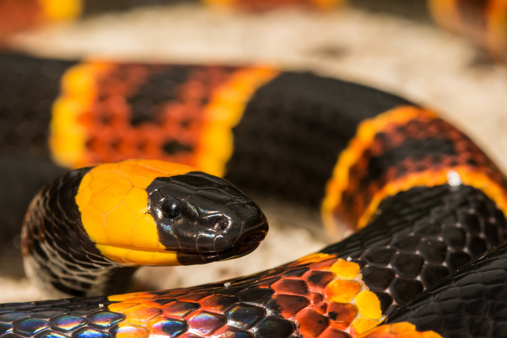 Close up of a Eastern Coral Snake. This snake is black red and yellow. 