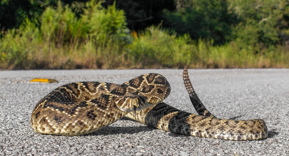 Beautiful rattlesnake retreating on pavement or asphalt road