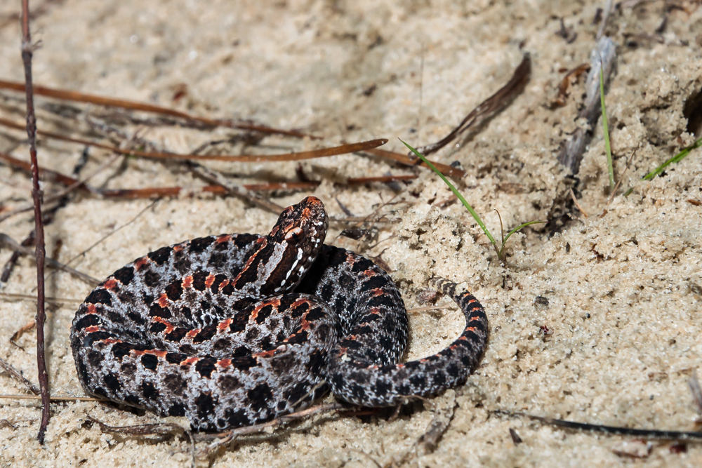 Grey snake curled up in the sand. It has red markings on. 