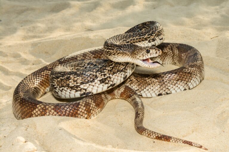 Non-Venomous Vs. Venomous Snakes In Florida: Identification Guide ...