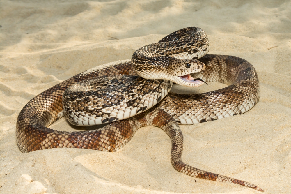 Florida Pine Snake on the sand. It's mouth is open and it's tongue is out. 