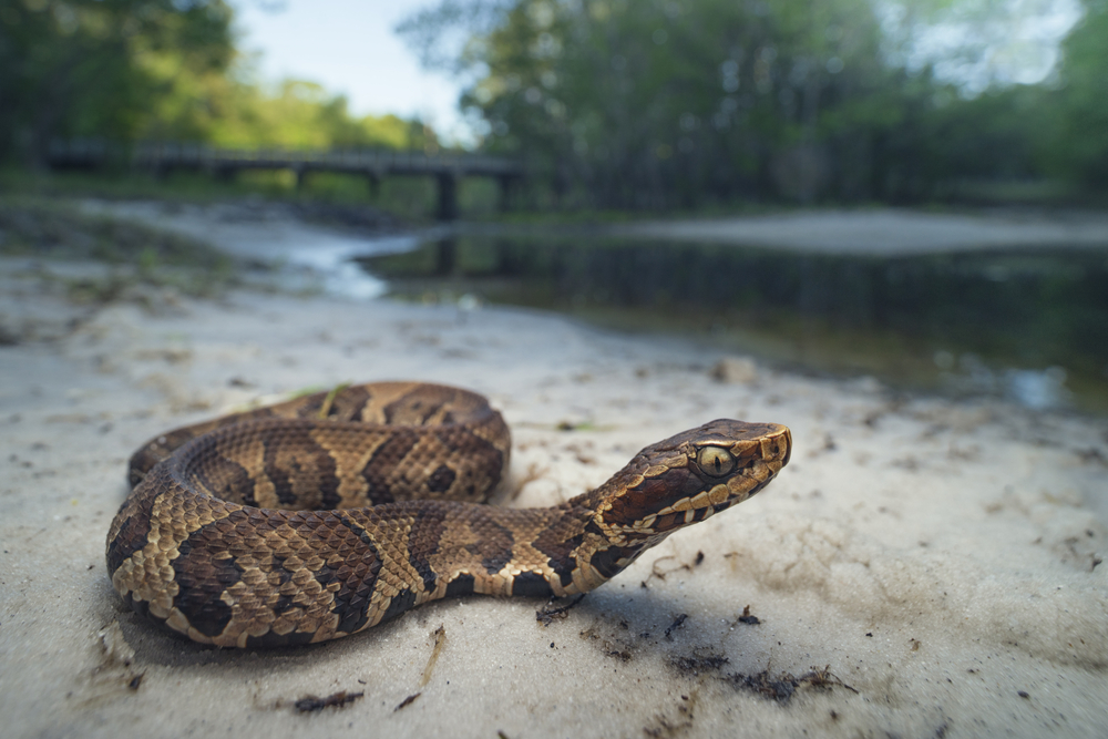 Cottonmouth on the sand with a river and bridge in the background
