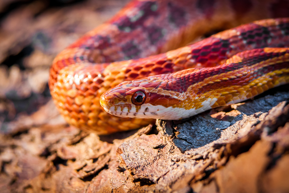 A corn snake resting on a log in an article about snakes in Florida. The snake is orange and red. 