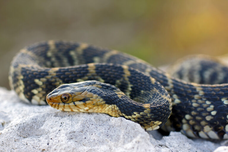 Non-Venomous Vs. Venomous Snakes In Florida: Identification Guide ...