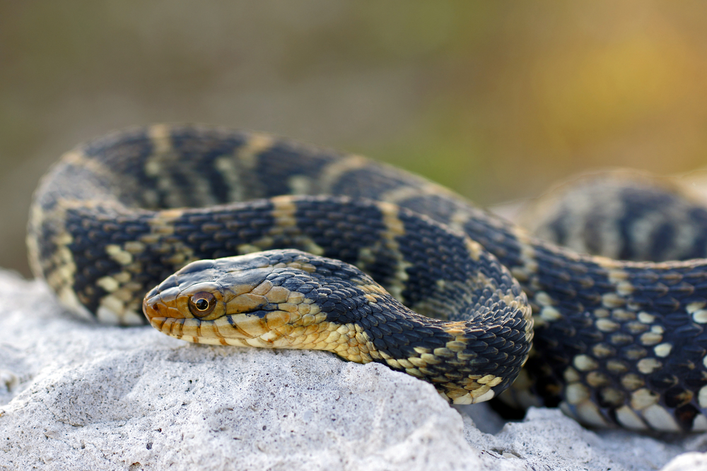 Banded water snake on the sand, It's a close up photo.