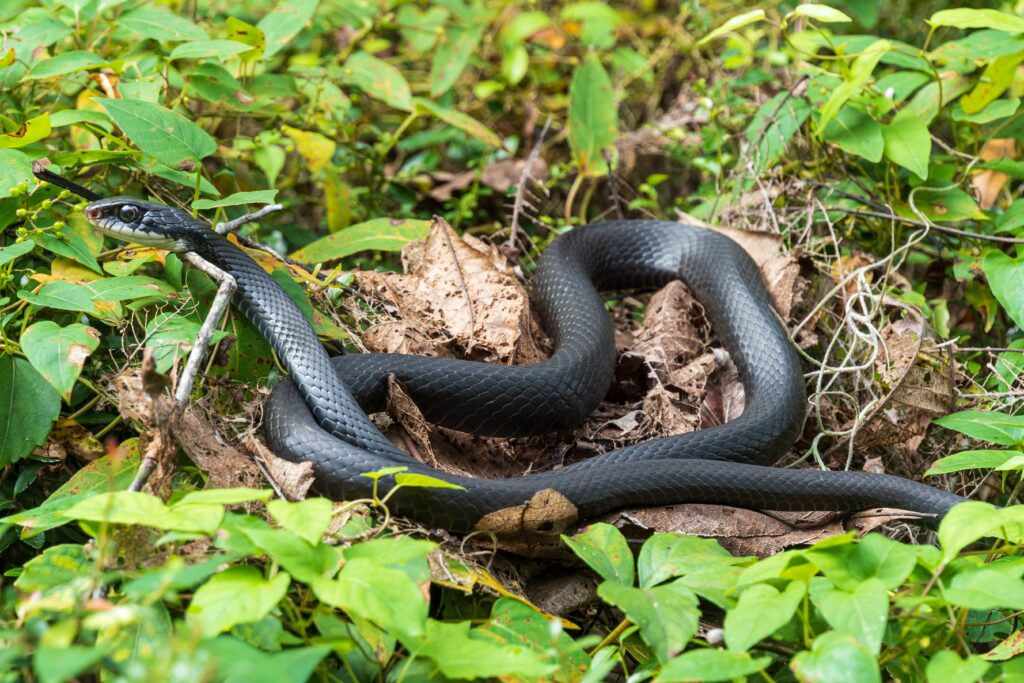 Southern black racer snake lying on a bush in Dunnellon, Florida,