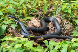 Non-venomous Vs. Venomous Snakes In Florida: Identification Guide 