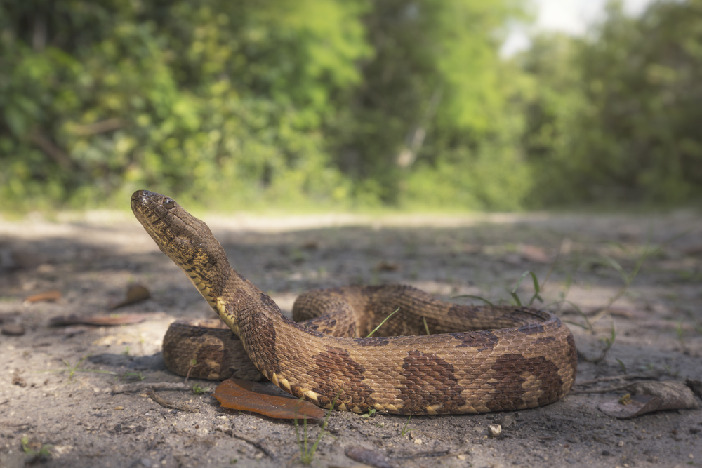 Florida Brown Water Snake on the sand with its head in the air. There are trees in the background. 