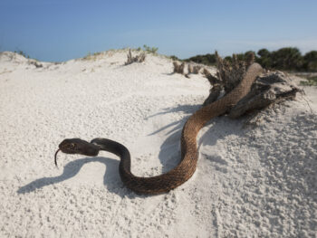 coachwhip snake in florida on the beach with a blue sky