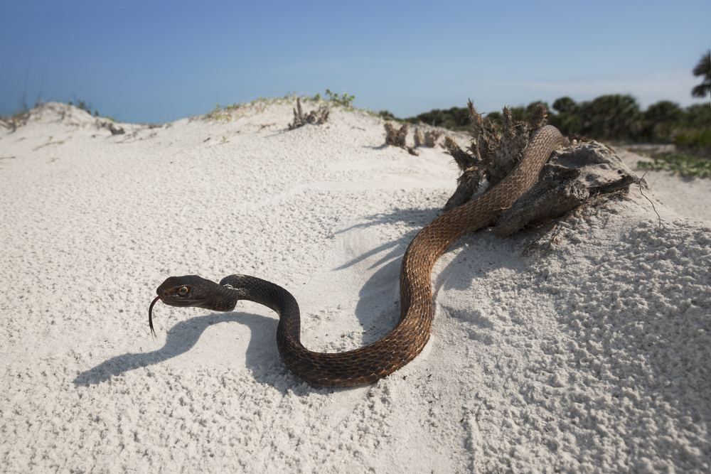 Eastern Coachwhip crawling across a sand dune in an article about snakes in Florida. 