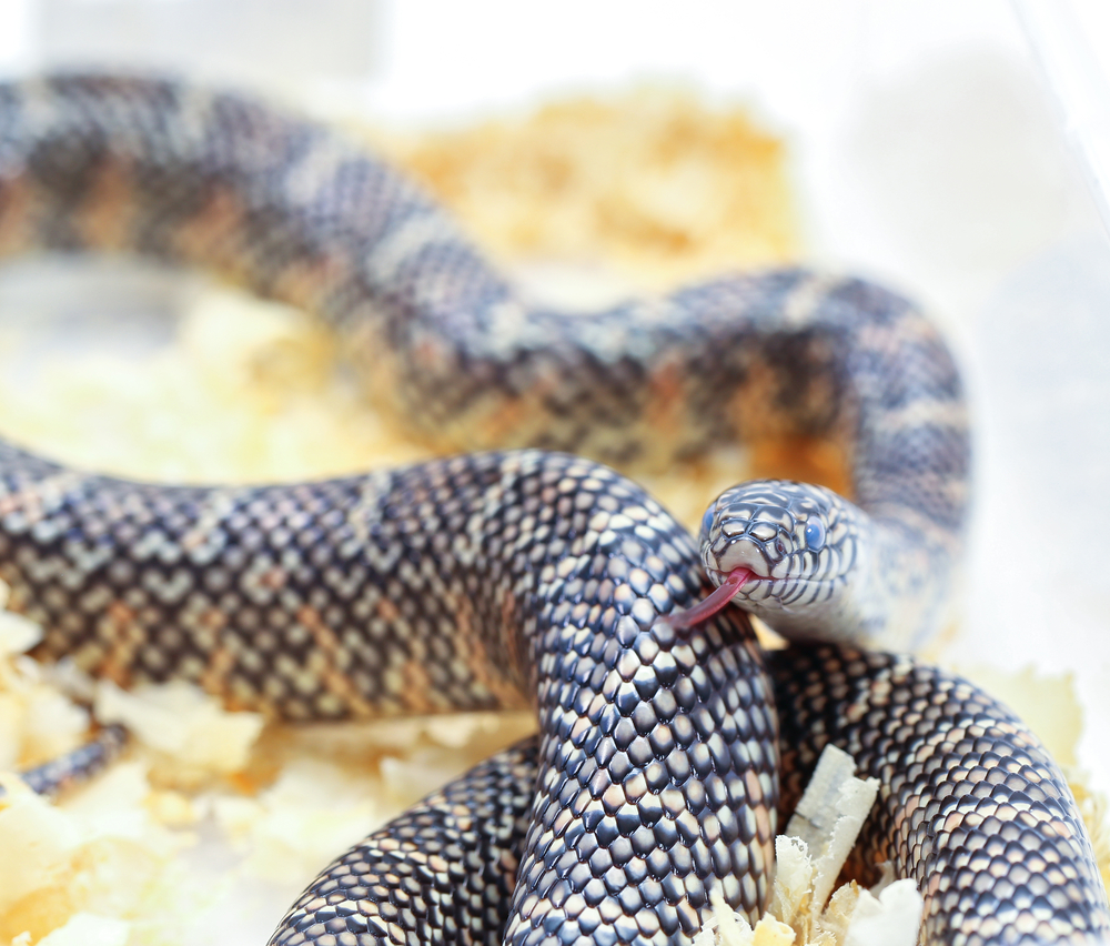 Common Kingsnake curled up close to camera with its tongue out. The background is blurred.   