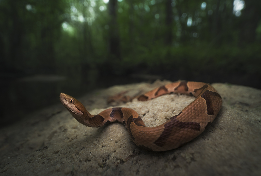 Wild Southern copperhead snake resting on the sand with the river and trees in the background. 